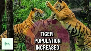 Nepal Increased the Tiger Population by Three-Fold #Tiger #conservation #efforts