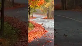 Beautiful road scene