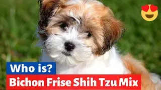 Bichon Frise Shih Tzu Mix (Shichon) : Should you get this Cross Breed? Shichon Facts, Size and Info