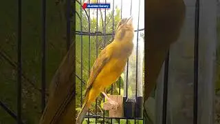 Canary Singing l Calm Nature #naturesounds #canarybirds #birdsinging #birds #canary #birdsong