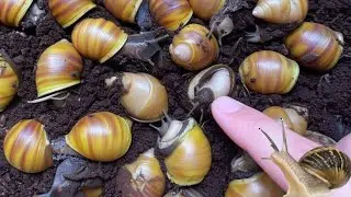 Siput pemalas gak naik kelas gaes🤣