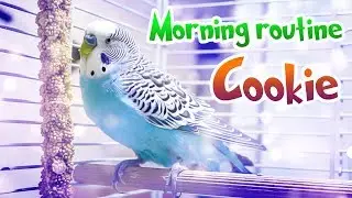 Budgie morning routine | Morning with Cookie