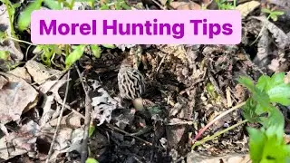 Morel Hunting Tips