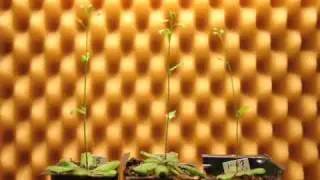 Altered gravitropic response, amyloplast sedimentation and circumnutation in the Arabidopsis