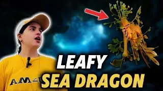 Интересные 😱 Удивительные факты о лиственном морском драконе 🐉 | Топ 01 | Автор: Pigeon Girl