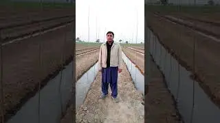 Poplar Tree Farming