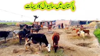 Full dehati culture part 68 Punja of pakistan District Sahiwal new 2026 video beautiful villog