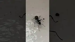 Big carpenter ant always nest in old moisture area.
