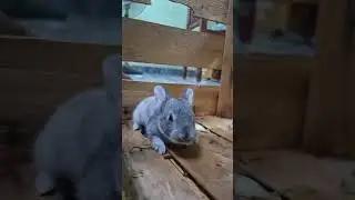 Available for sales english spotted rabbit 🐇🐰#trichy#trichyrabbit#trichyrabbitfarm#trichyrabbitsales