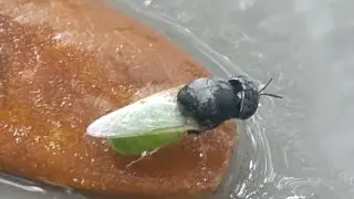 Stratiomyidae