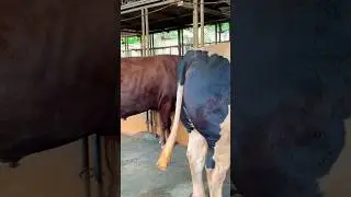 Heavyweight bulls #shorts #viralvideo #cow #heavyweight #animals #bull #biggest #enormus_bull