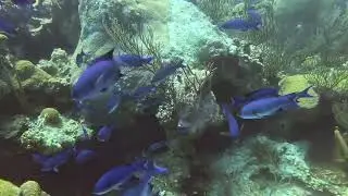 Blue hole Bermuda with Blue water divers @bwd