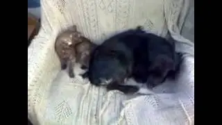 как кошка с собакой.люди берите пример.