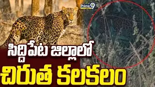 Leopard Spotted in Siddipet: సిద్దిపేట జిల్లాలో చిరుత కలకలం | Prime9 News