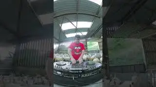 legendary crowd 🐑🪩 #electronicmusic #housemusic #dancemusic #rave #sheepofinstagram  #newmusic