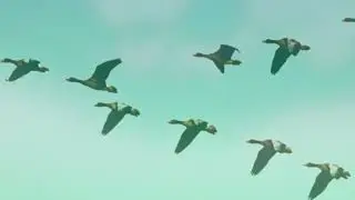Trekvogels