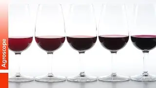 Resistant grape varieties - varietal innovation for sustainable viticulture