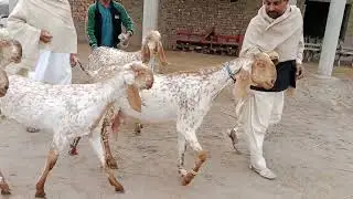 ماشاءاللہ جی شوق چیک کریں فار 03073549070