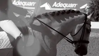 Join us for Tryon Fall Dressage 2 CDI3*/CPEDI3* Presented By Adequan&reg;!