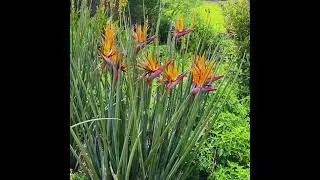 Africa in Bloom &ndash; Explore South Africa&rsquo;s Botanical Gardens