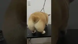 Corgi ( body trim and butt heart )