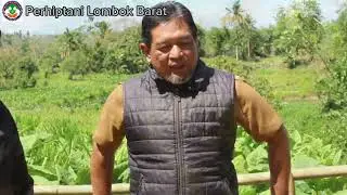 PETANI TEMBAKAU SEMAKIN MUDAH_