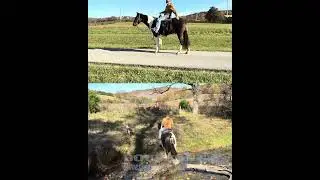 Tennessee Walking Gelding For Sale | Thehorsebay.com | Gaited/Trail/Field Trial