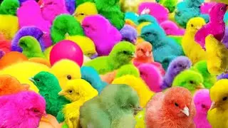 Ayam Lucu,    Ayam Warna Warni,  kelinci Lucu,     Ayam Rainbow,    bebek Lucu,      Hewan Lucu