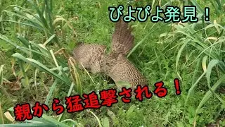 キジの赤ちゃんが生まれた！～ピヨピヨを発見したが親から猛追撃を食らう～