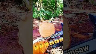 Wood cutting step 223 chainsaw!#wood #woodcutting #woodworking #shortsfeed #shorts #sawwood #fall