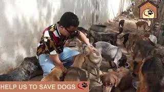 Dog's life matter !
