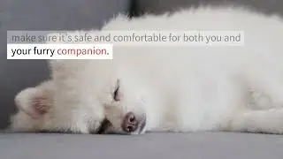 6 reason why our dogs want to sleep with us​