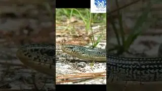 💥💥 Save the animal series 💥💥 | Glass Lizard 🔥🔥 #shorts #trending #short