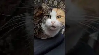 красивые глаза😻😻#shorts #cat #kucing #cute #like #gatto #kitten #song #animals #милота #kedi #кот