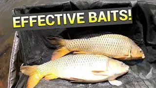 Carp Fishing with Some of the BEST Baits! (Non-Stop Action!)