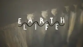 EARTHLIFE | Smoking Alewives