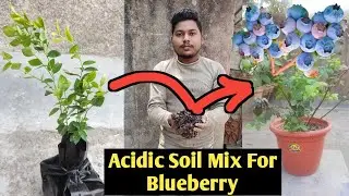Potting Mix For Blueberries ll how to make acidic soil for blueberry plants ll ब्लूबेरी का मिट्टी