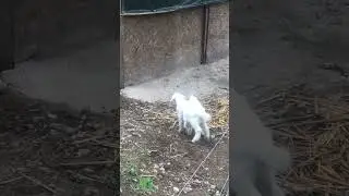 Baby goats playing and roughhousing
