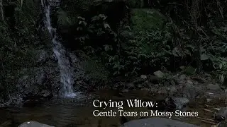 Crying Willow: Gentle Tears on Mossy Stones | ASMR