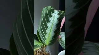 Новая маранта в коллекции #массанжа #комнатныерастения #maranta #plantslover #plants