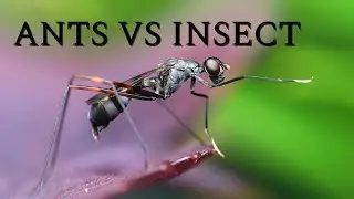ANTS VS INSECT