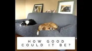 Have Dogs Taken Over Your Couch? Stains? Dirt? This Cover Says It Can Help.