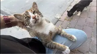Stray Cat Clings to Me Like I&rsquo;m Her Best Friend#maocat
