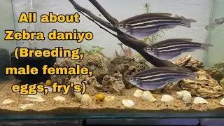 Breeding every fish in the world (prt-1) ft: zebra daniyo