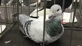 German Beauty Homers on display at Bayshore Variety pigeon club show