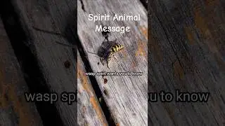 Powerful Spirit Message #spiritanimal #spirituality #shaman #spiritualguidance #nature #motivation