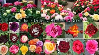 Beautiful Rose Plants &ndash; For Every Home and Garden | Green Bazaar 📞 8100330052 #viralvideo #viral