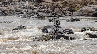 Zebra Survives Crocodile Attack