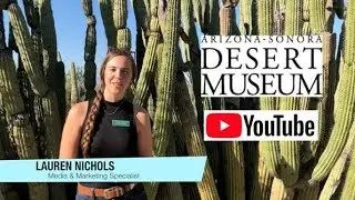 Arizona &ndash; Sonora Desert Museum Tucson Arizona Lauren Nichols Desert Loop Trail Life Underground