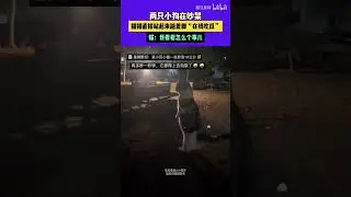 狸花：赏金已到位！江湖追杀令启动，主人：猫已经回家了，半夜三更被揍回来的